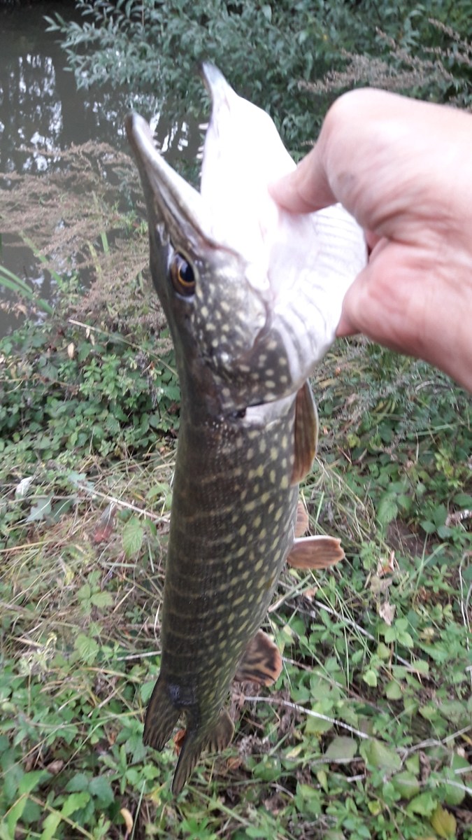 Ultralight Pike fishing.