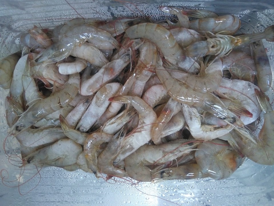 กุ้งหวาน จากกุ้งเหยื่อเหลือๆ ปลาไม่กิน เรากินเองงง