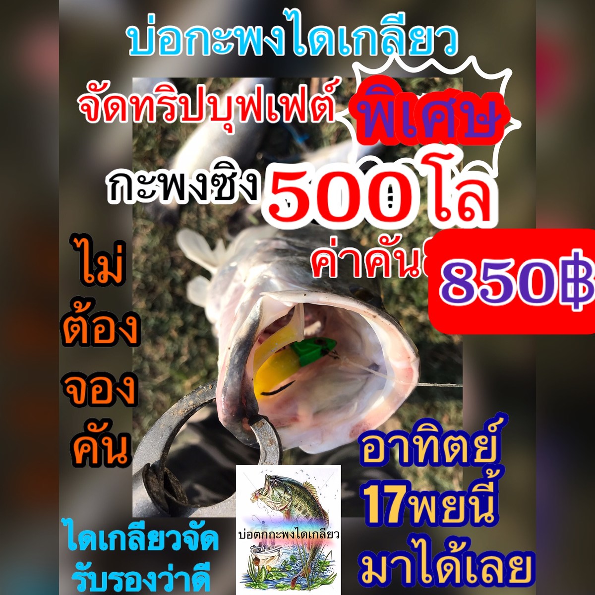 อาทิตย์นี้17พยปลากะพงซิง500โลค่าคัน850฿บ่อได้เกลียวครับ