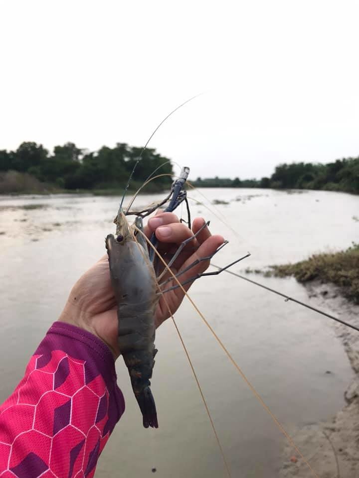 ยกกันเพลิน ๆ กุ้งแม่น้ำ ปราจีน..