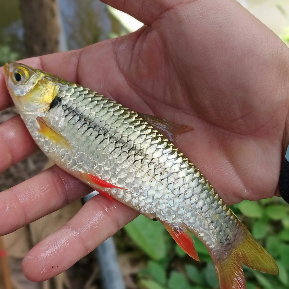 ปลาอะไรครับ ใครรู้ยี่ห้อมันบ้าง