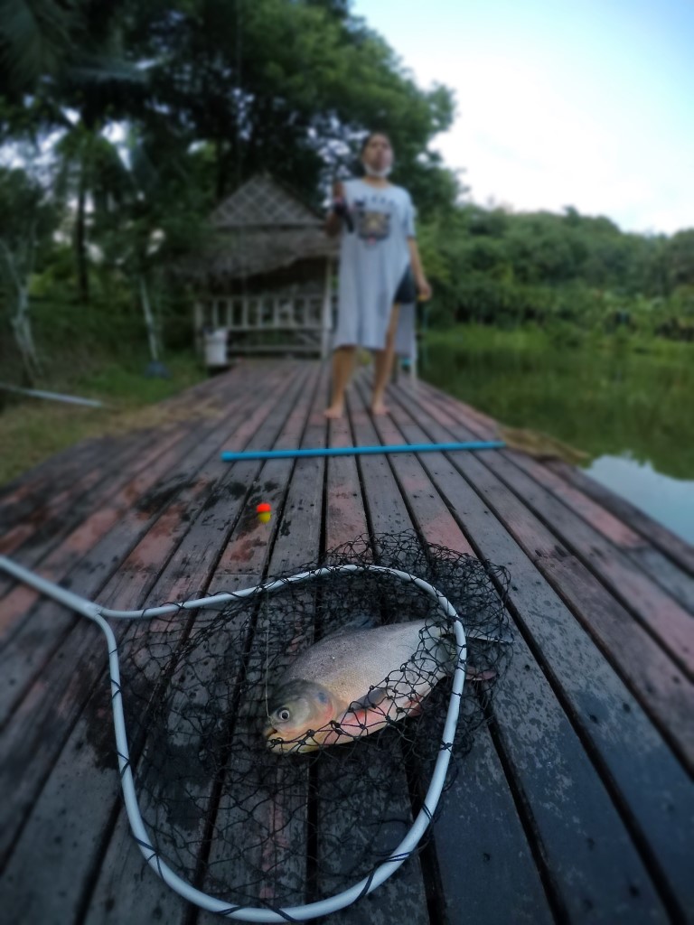 Abu vs Silver Barb & Red bellied pacu