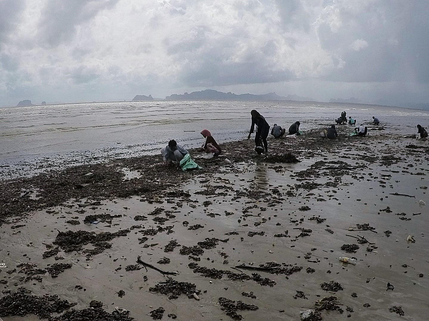 หอยกะพงขึ้นที่หาดยาว