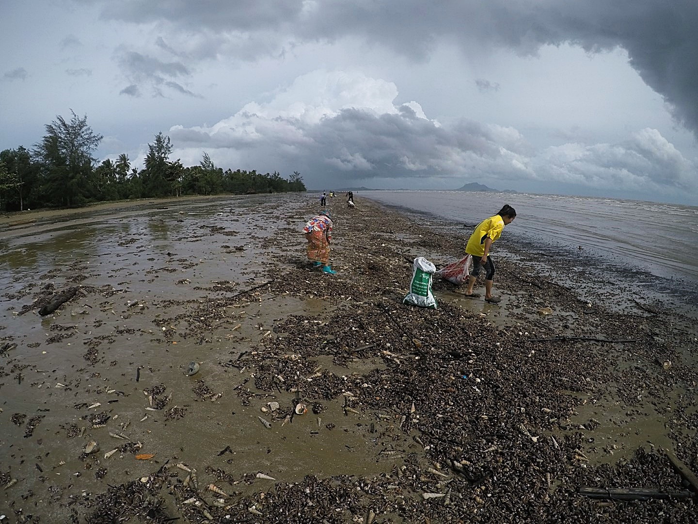 หอยกะพงขึ้นที่หาดยาว