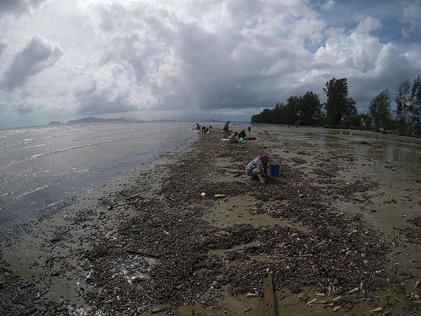 หอยกะพงขึ้นที่หาดยาว