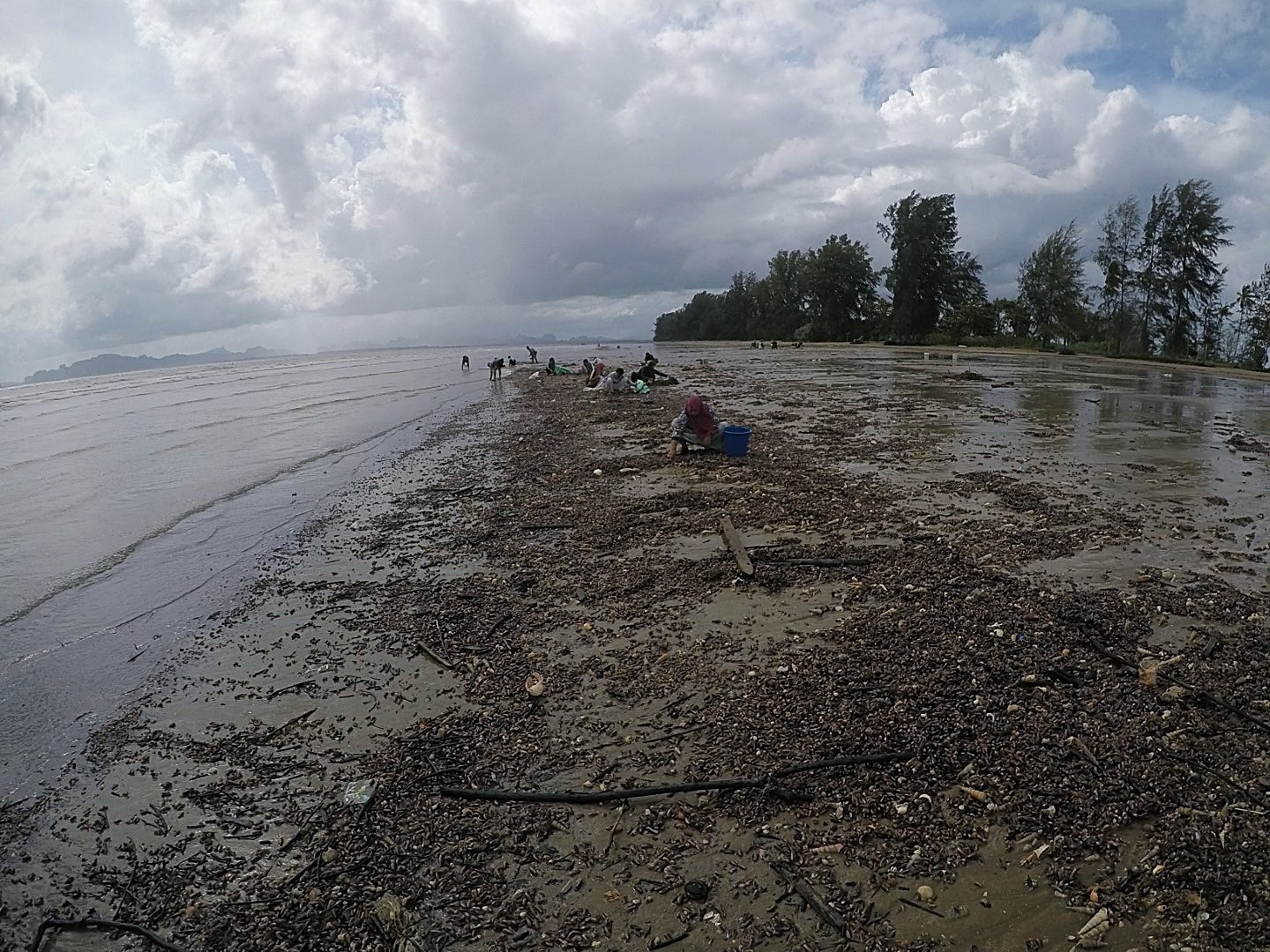 หอยกะพงขึ้นที่หาดยาว