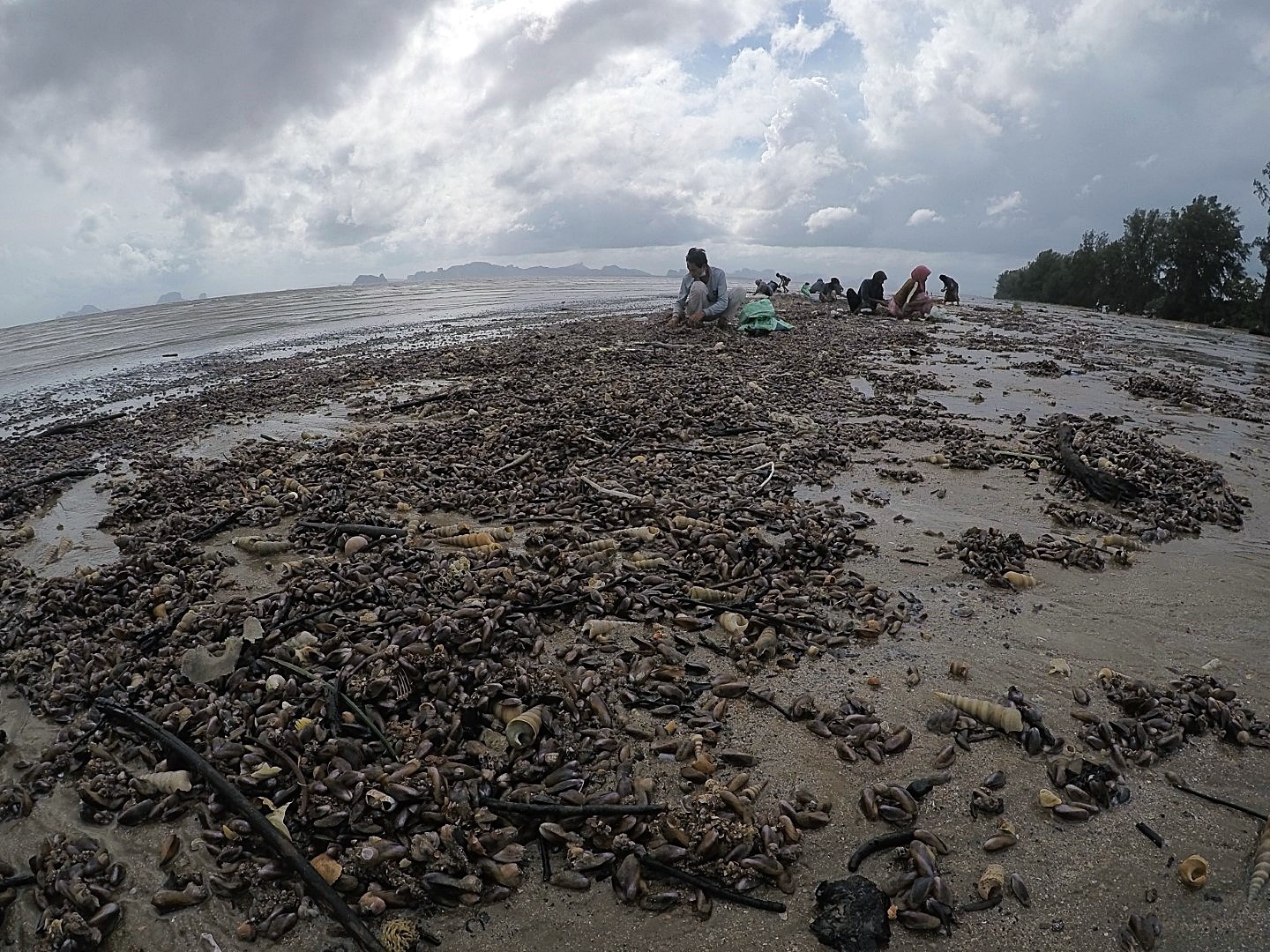 หอยกะพงขึ้นที่หาดยาว