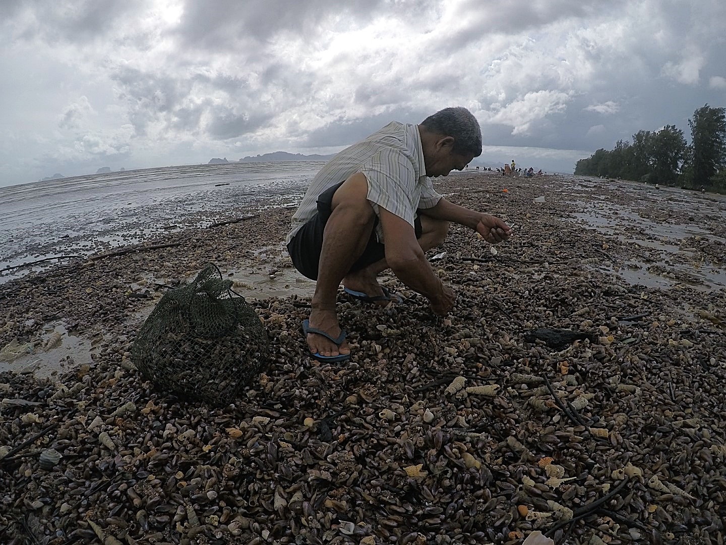 หอยกะพงขึ้นที่หาดยาว