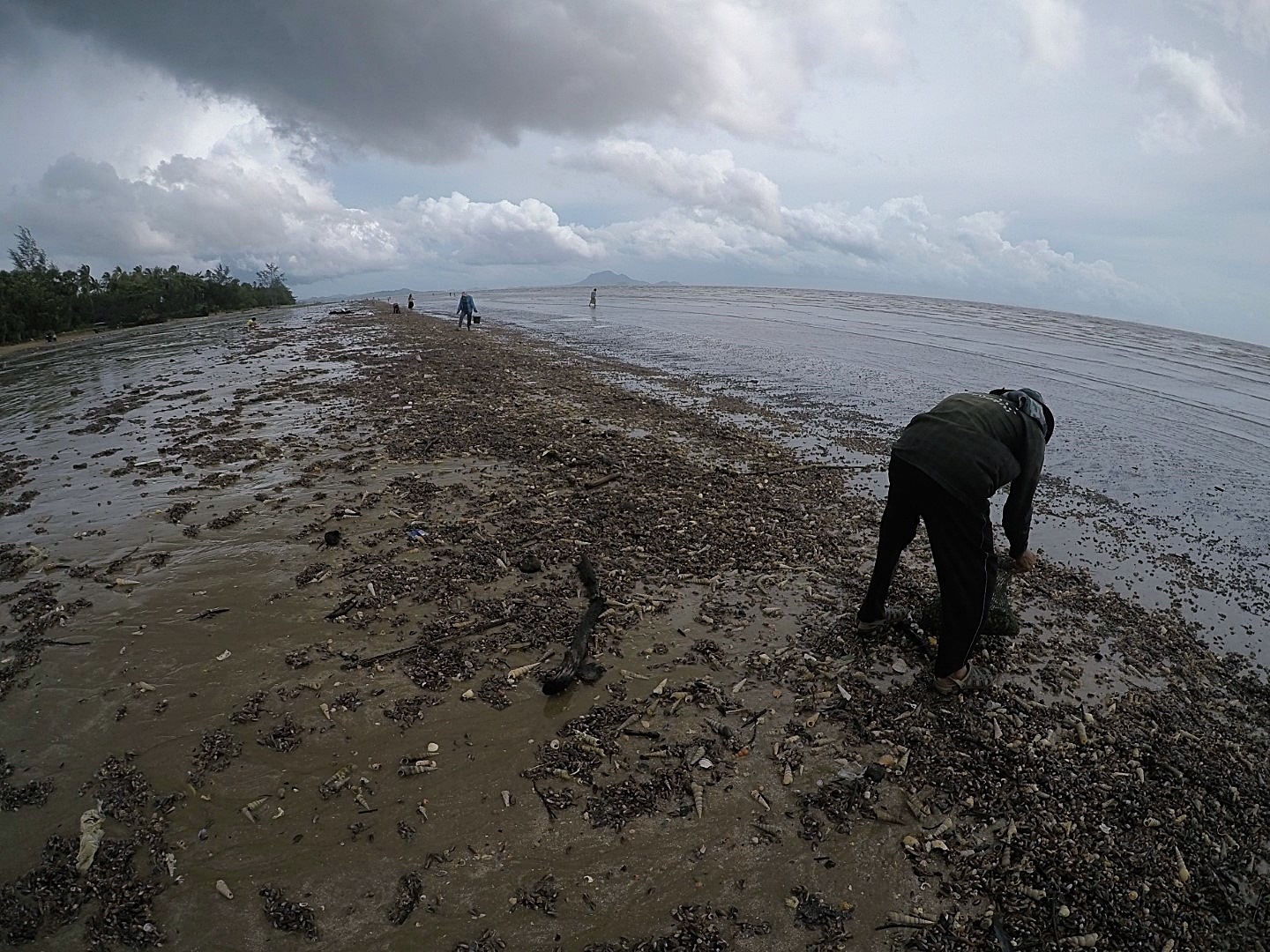 หอยกะพงขึ้นที่หาดยาว