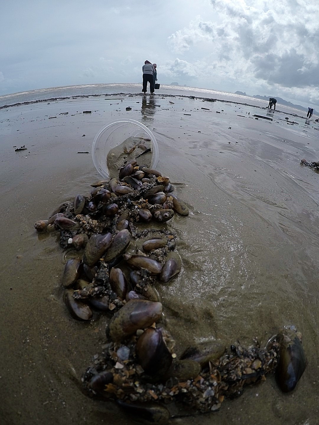 หอยกะพงขึ้นที่หาดยาว