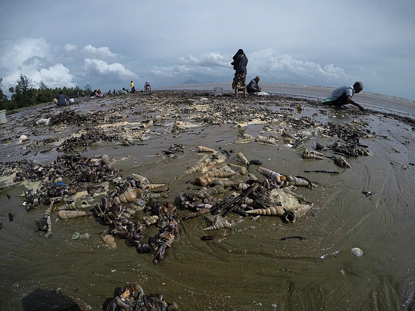 หอยกะพงขึ้นที่หาดยาว