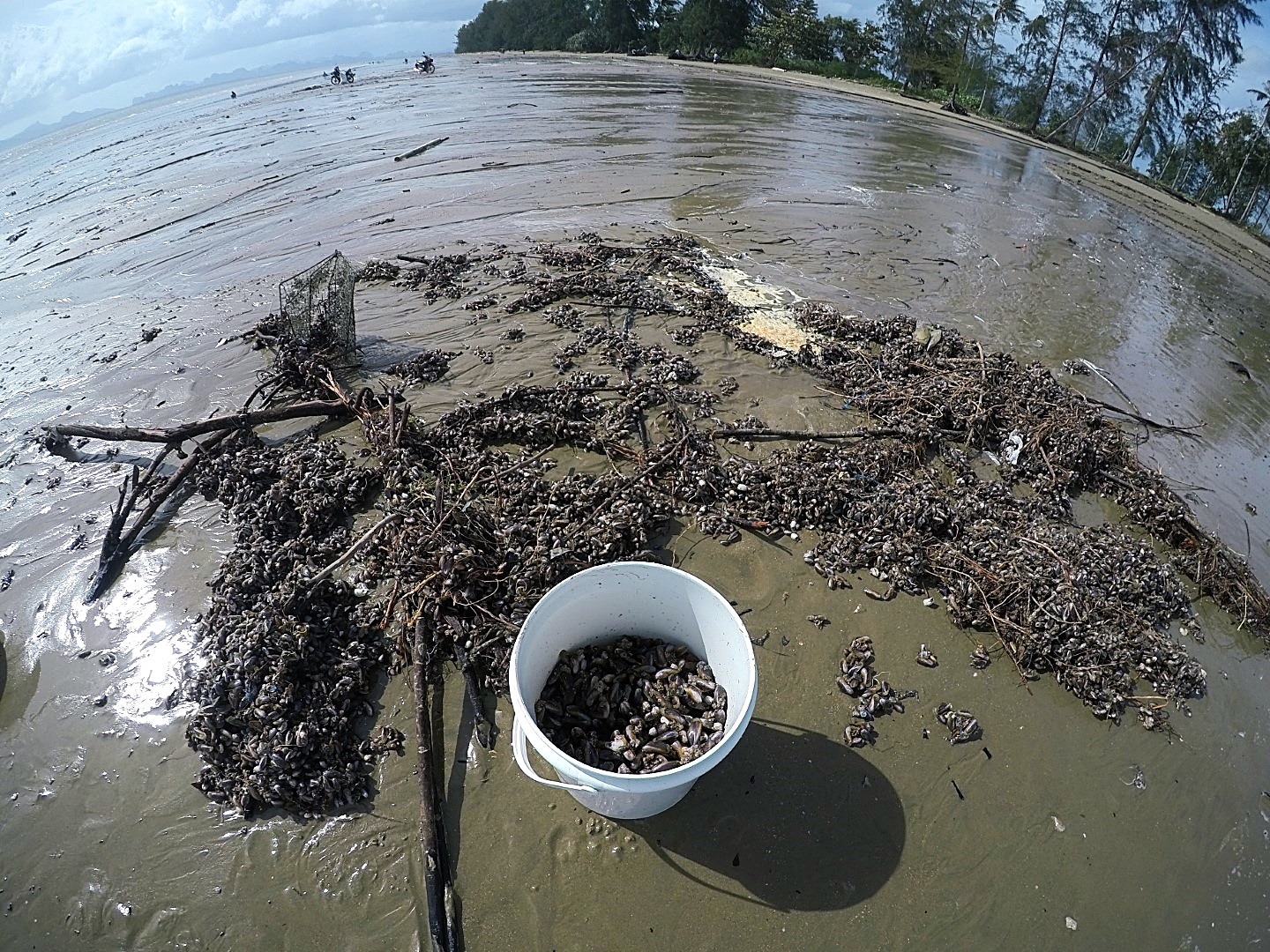 หอยกะพงขึ้นที่หาดยาว