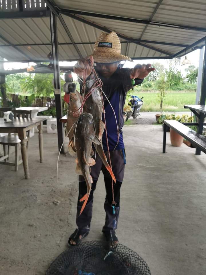 ว่าด้วยเรื่องกบยางใบหลิว2
