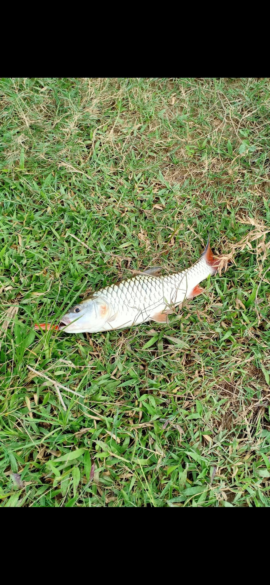 ตีกระสูบหลังบ้าน