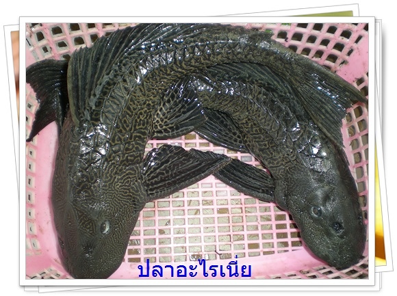 ปลาดูดย่างหวานๆ