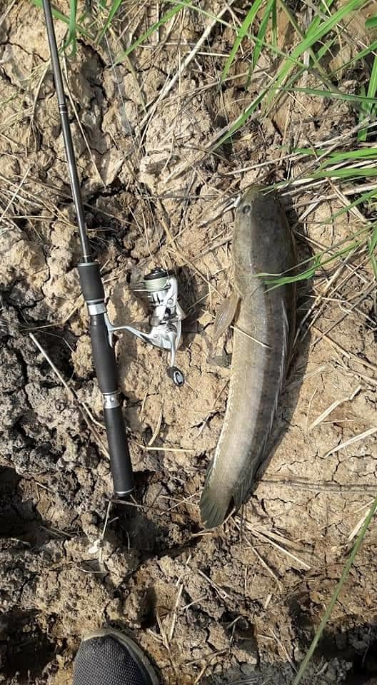  Texas Rig ปลาช่อนคลองอีสานเขียวครับ
