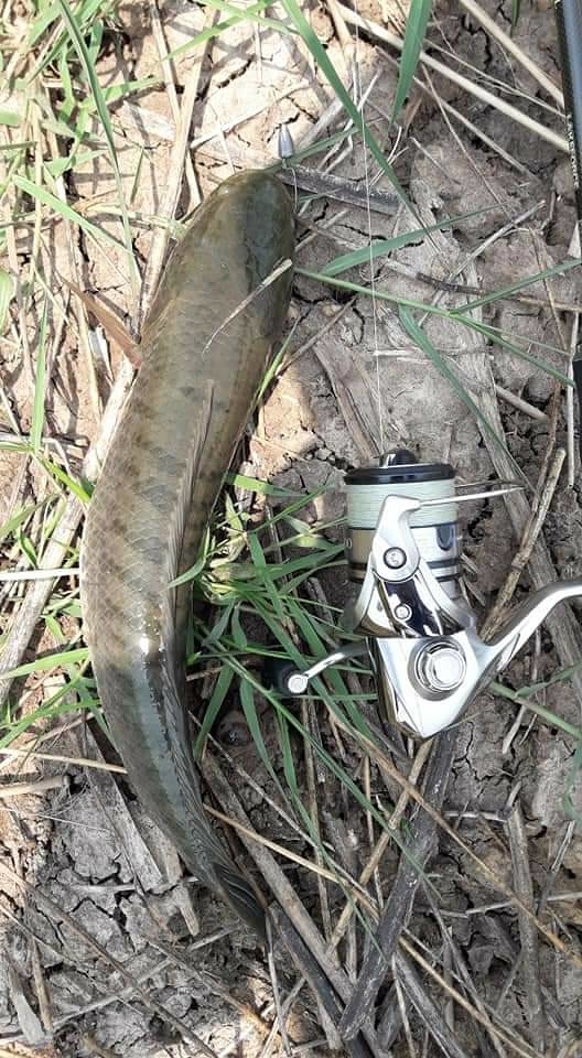  Texas Rig ปลาช่อนคลองอีสานเขียวครับ