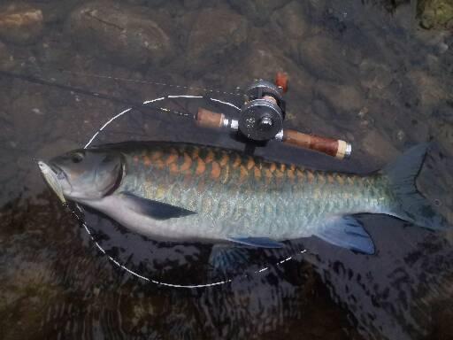 ลุยป่าตกปลาพลวง​ยักษ์​ แม่ใหญ่​ ด้วยคัน​ stream fishing rod