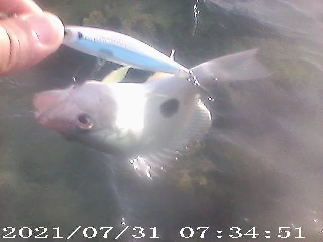 ปลาเก่าชายฝั่งกับเหยื่อ RAPALA