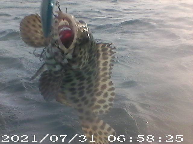 ปลาเก่าชายฝั่งกับเหยื่อ RAPALA