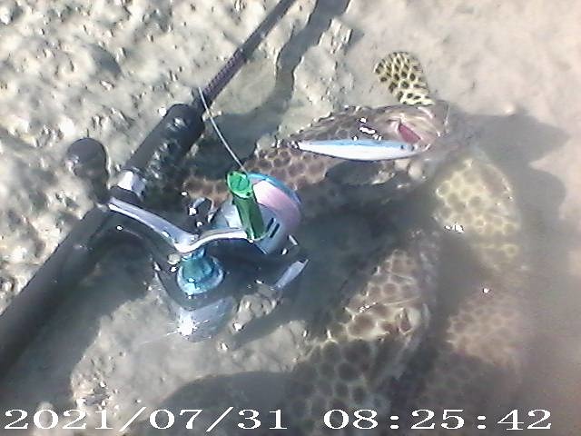 ปลาเก่าชายฝั่งกับเหยื่อ RAPALA