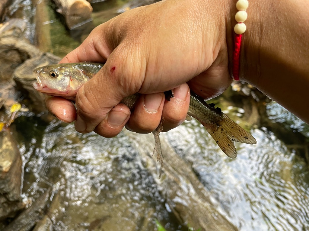 Bass fishing in USA ตอน เข้าป่าล่าปลา Trout