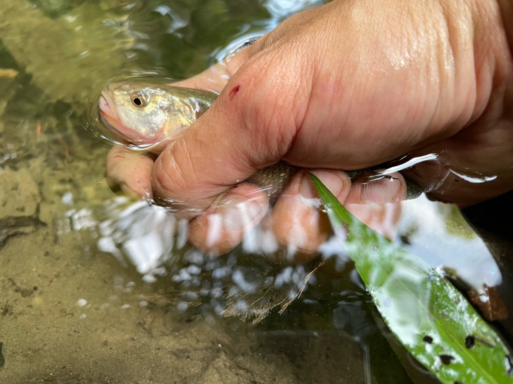 Bass fishing in USA ตอน เข้าป่าล่าปลา Trout