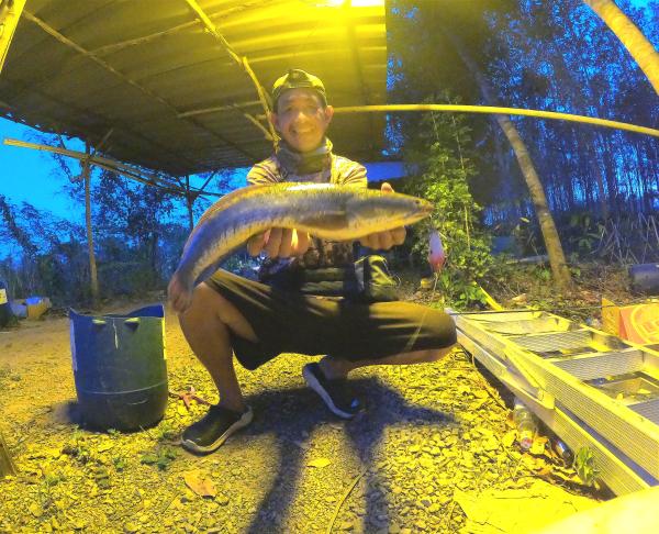 กบกระโดด​ Rapala​ bx​ skitter​ frog​