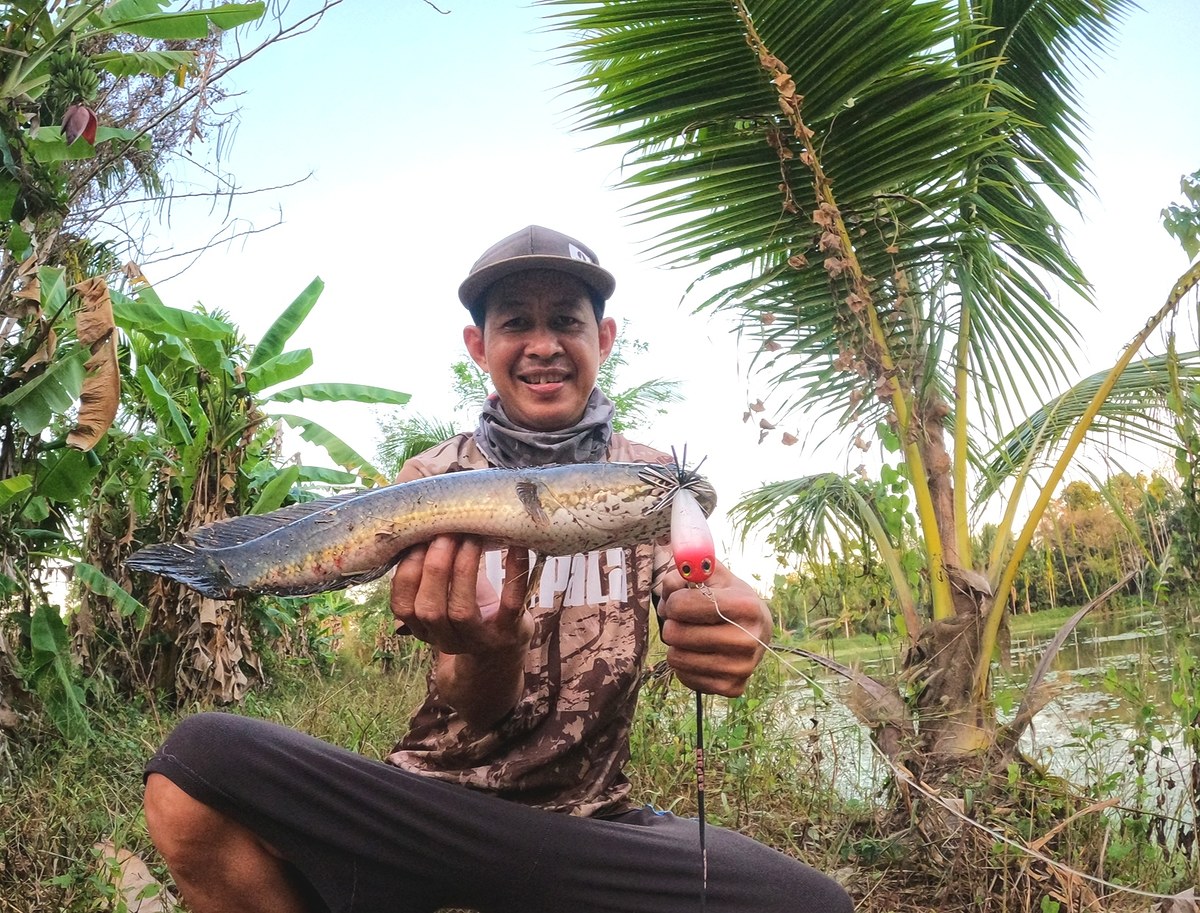 กบกระโดด​ Rapala​ bx​ skitter​ frog​