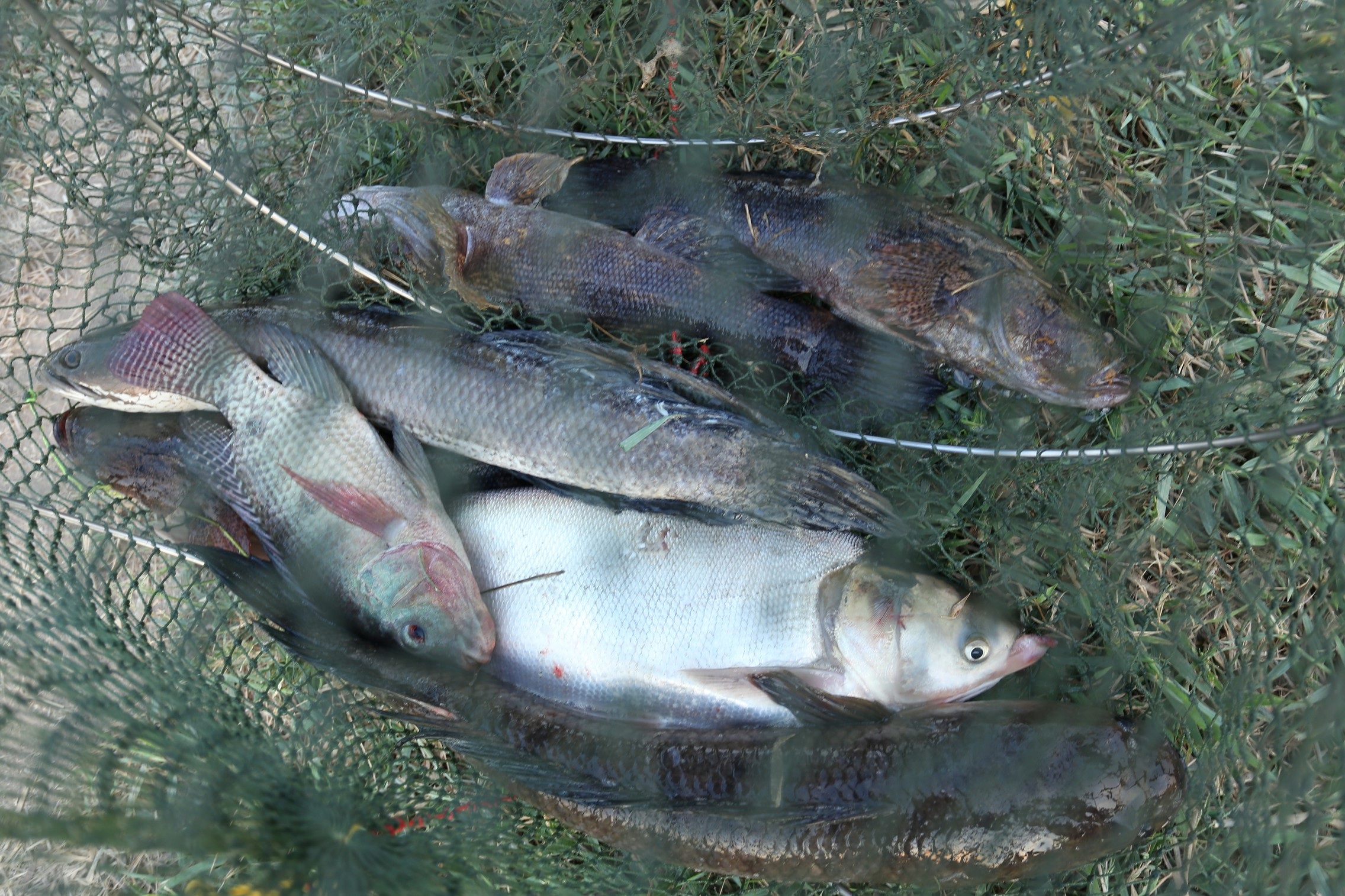 เปิดทริปตกปลาช่อนใหญ่EP3 (เปิดซ้ำบ่อปลาช่อนยักษ์+ปลาบู่ใหญ่) By MeePoohya