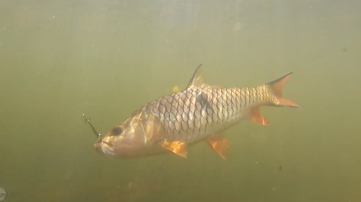 กระสูบน้ำไหล Stream Fishing ตกปลาเสพบรรยากาศ ได้แช่น้ำก็สุขจาย | หมายไหนครับน้า