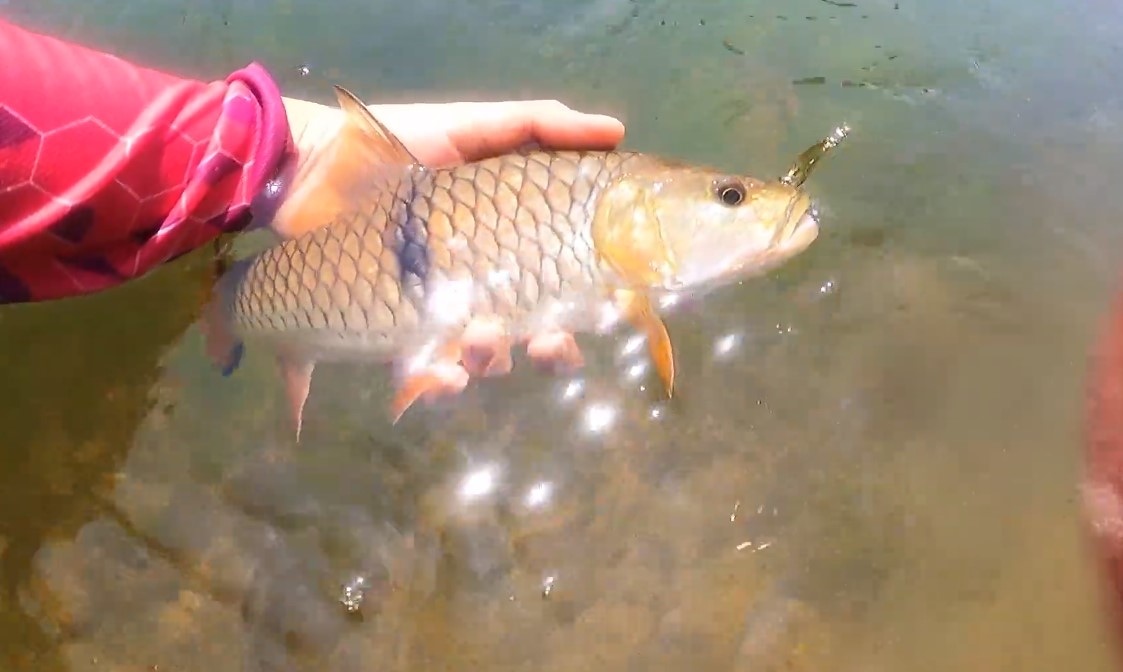 กระสูบน้ำไหล Stream Fishing ตกปลาเสพบรรยากาศ ได้แช่น้ำก็สุขจาย | หมายไหนครับน้า