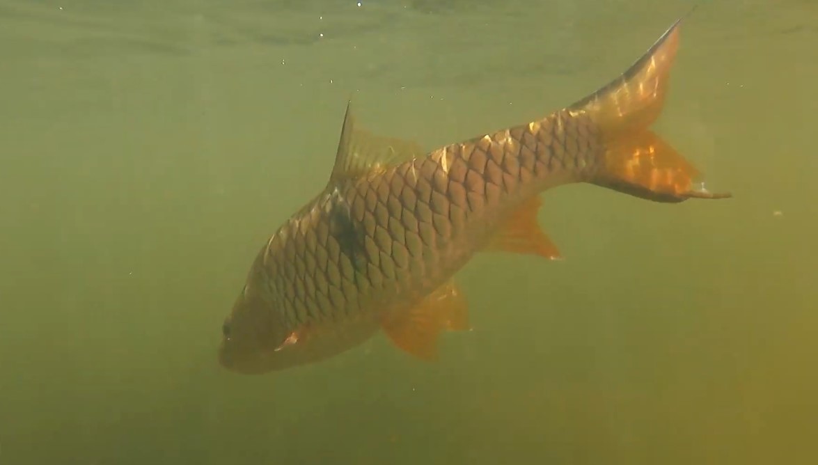 กระสูบน้ำไหล Stream Fishing ตกปลาเสพบรรยากาศ ได้แช่น้ำก็สุขจาย | หมายไหนครับน้า