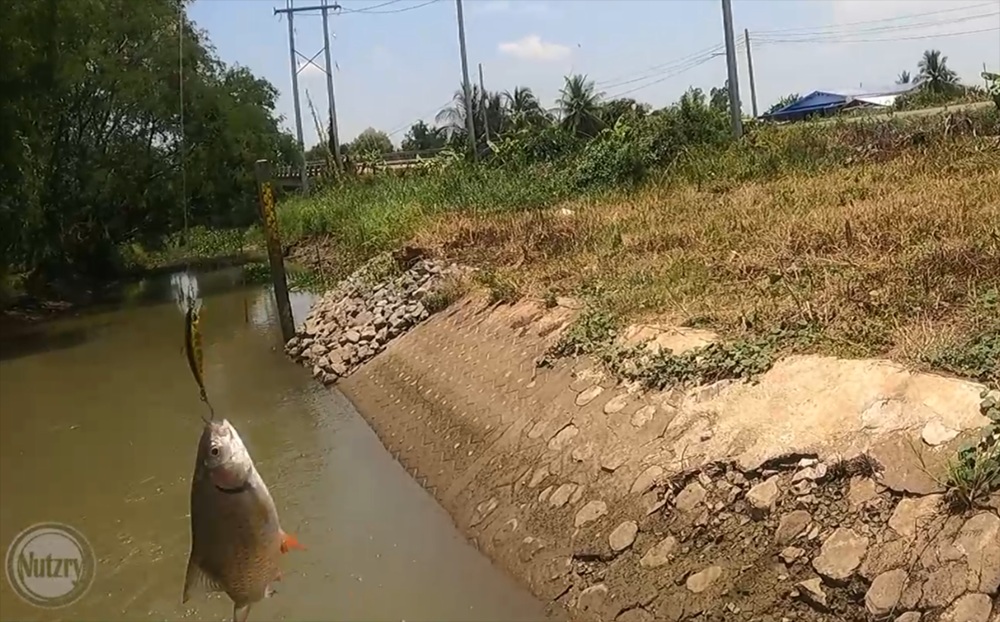 ตีกระสูบ ตกปลาช่อน พอได้เพลินนนๆ