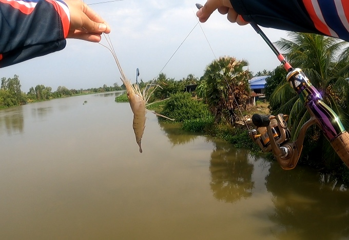 ตกกุ้งแม่น้ำ บนสะพาน ปราจีนบุรี