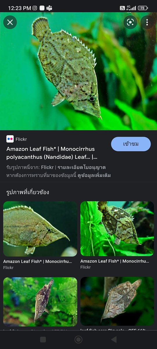 The Leaf คันสตรีม All Solid ทรงคลาสสิคจาก PREYLAB ราคาสบายกระเป๋า