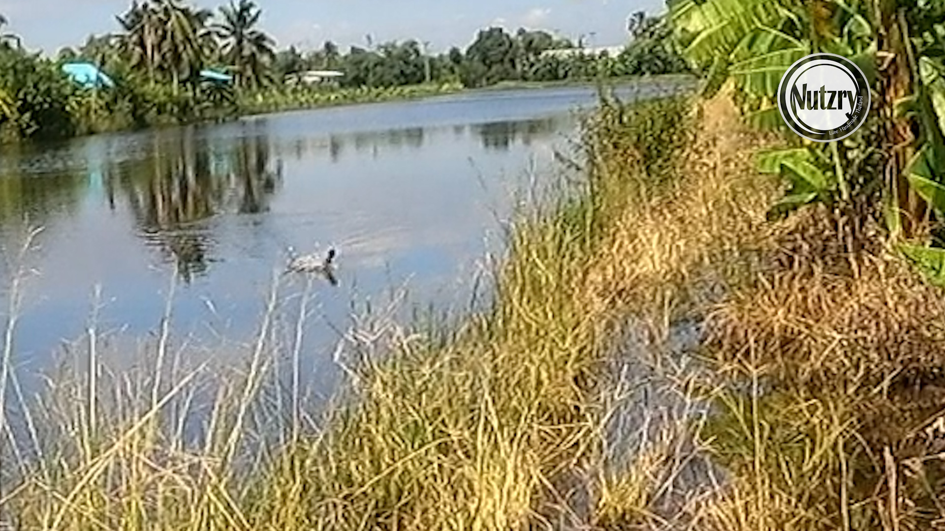 ช่อนนาพาบันเทิง หนองจอก