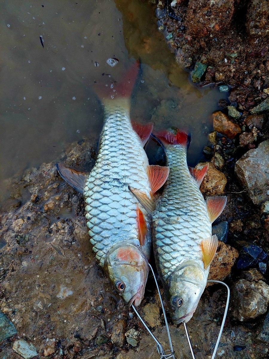 กระสูบหลังน้ำลด