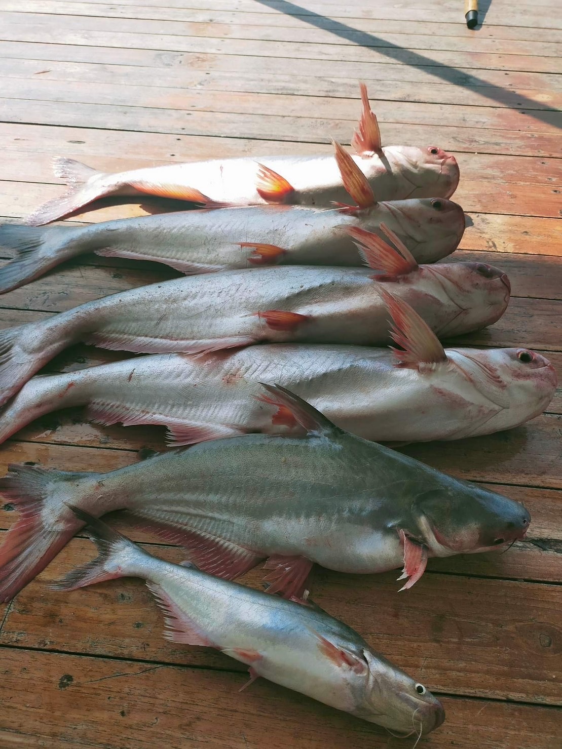 ตามล่าหาปลาตัวแรกของปี #แพไชโยรักษ์น้ำ ไชโย อ่างทอง