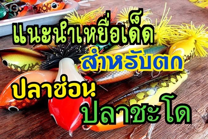 เหยื่อเด็ดพิชิตปลาช่อน ปลาชะโด