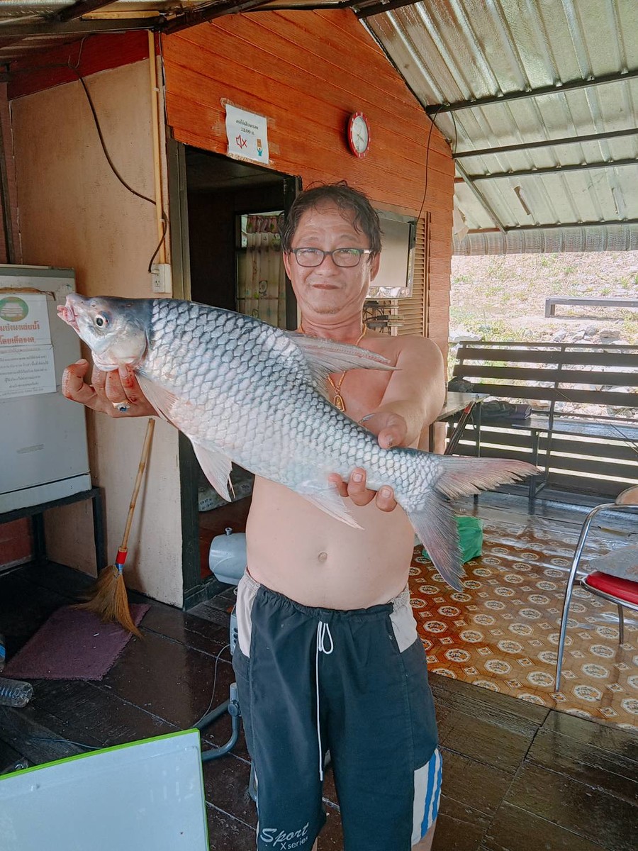 ขอสูตรเหยื่อตกปลาตะโกก อ.บางบาล คับ