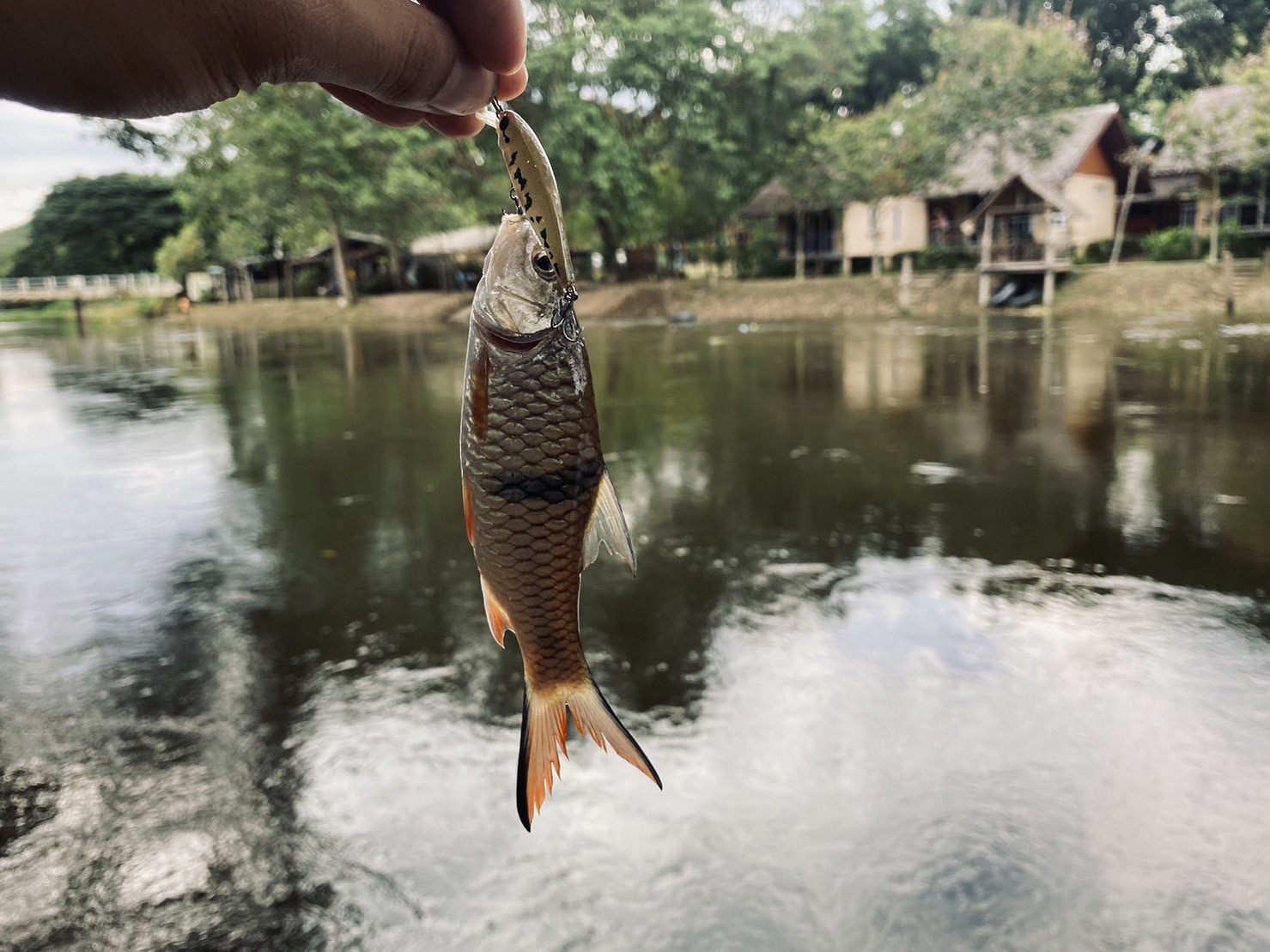 กระสูบน้ำไหลแม่น้ำเพชรบุรี