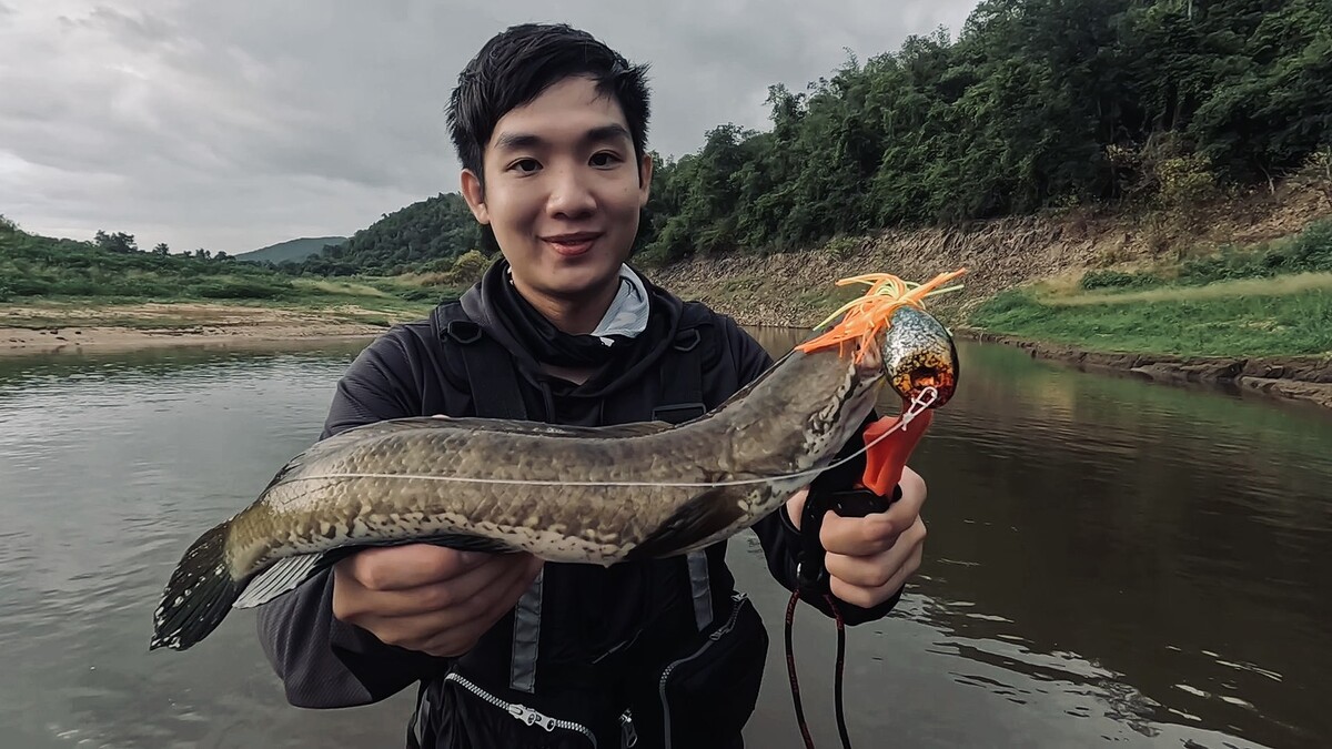 ช่อน ชะโด กระสูบ ก่อนฝนจะมา
