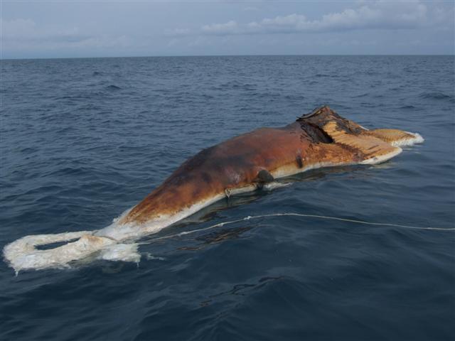 ปลาวาฬ ทะเลตราด
