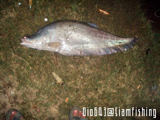ปลาตือ 5.5 กก เมื่อคืนวันเสาร์