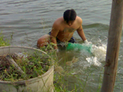 ขั้นตอนการนำปลามาปล่อยที่บ่อ.. อเมซอน