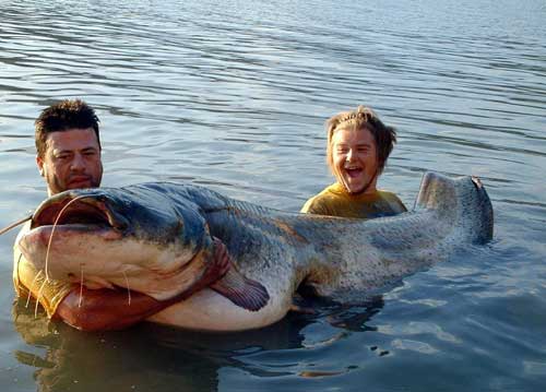 catfish...in usa.....big