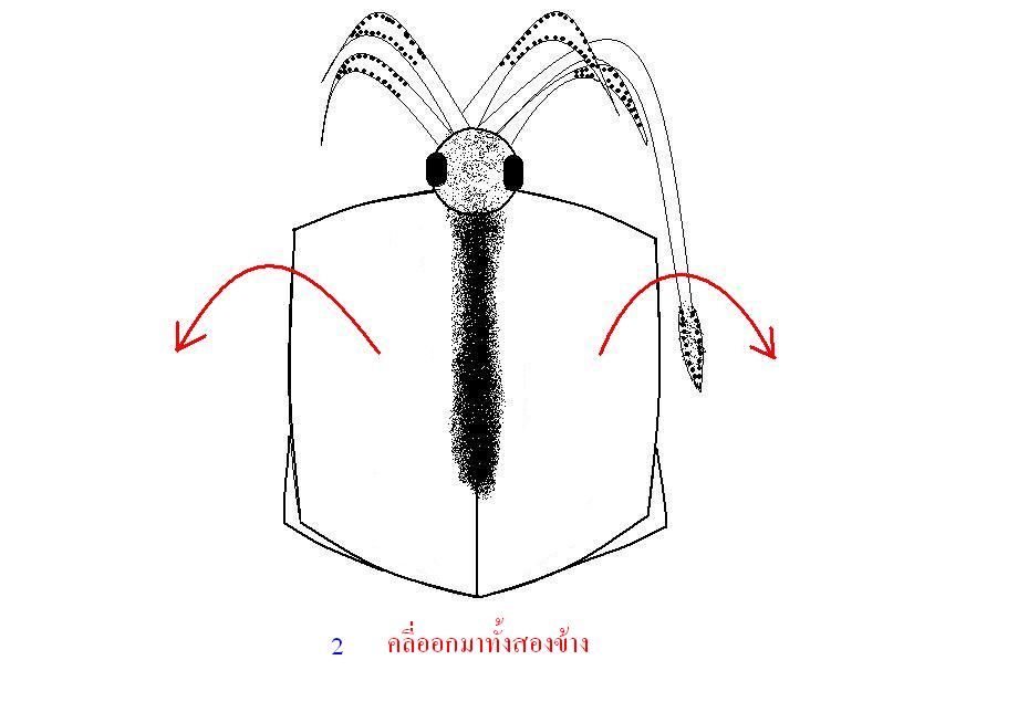 เทคนิคการแล่เหยื่อ และเกี่ยวเหยื่อปลาหมึก ตกชายฝัง