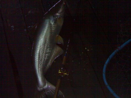 วันสะบายๆกับMUTfishingclub