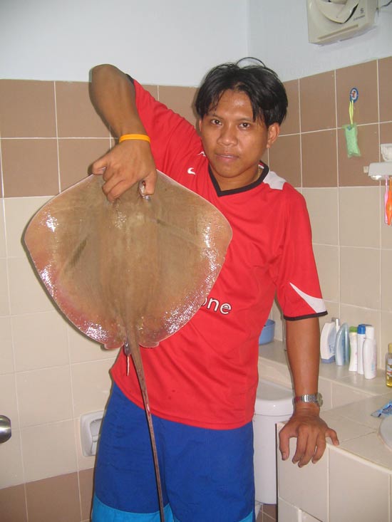 ปลากระเบนอ่าวสัตหีบสุดมันหน้า อู่ อรม.อร.